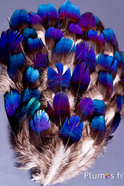 Faisan Lophophore - 7-10 cm tête - bleu-violet métallisé
